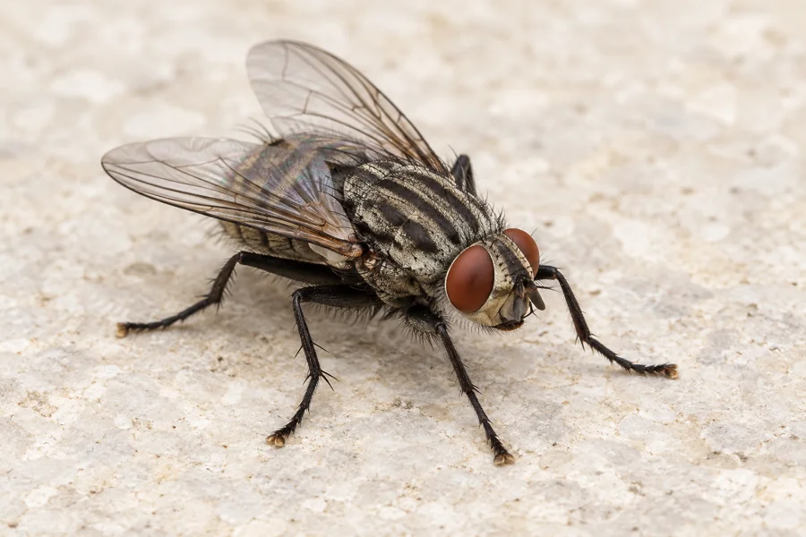 Symbolbild: Fliegen
