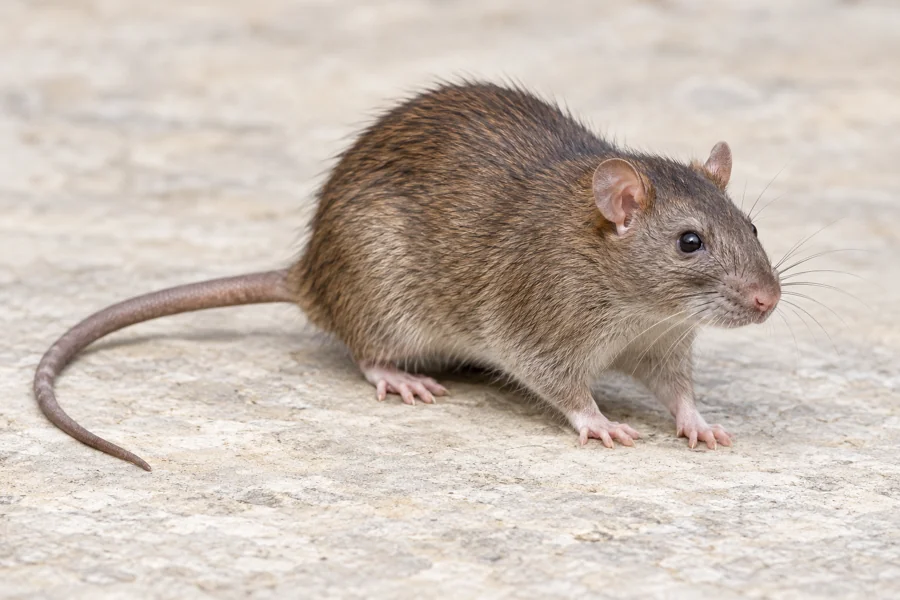 Symbolbild: Ratten